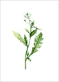 Green plants 12 | PLAKAT