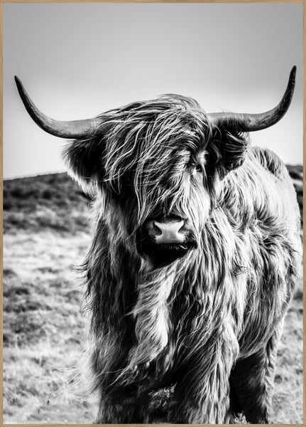 Highlander | INDRAMMET BILLEDE Indrammet billede MF 30x40 Egeramme