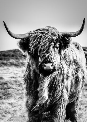 Highlander | PLAKAT Plakat MF