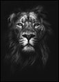 King of kings | INDRAMMET BILLEDE