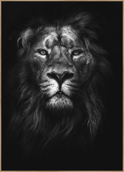 King of kings | INDRAMMET BILLEDE Indrammet billede MF