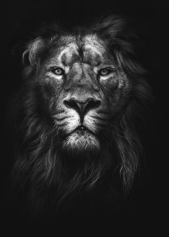 King of kings | PLAKAT Plakat MF