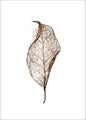 Leaf | PLAKAT