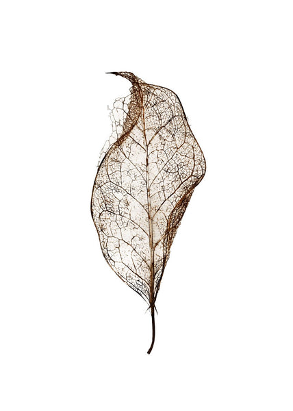 Leaf | INDRAMMET BILLEDE Indrammet billede MF