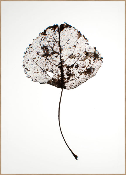 Leaf rustic | INDRAMMET BILLEDE Indrammet billede MF