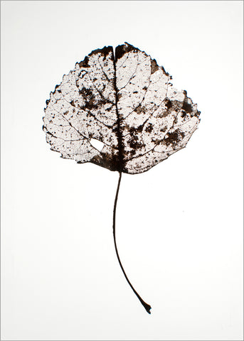 Leaf rustic | PLAKAT Plakat MF