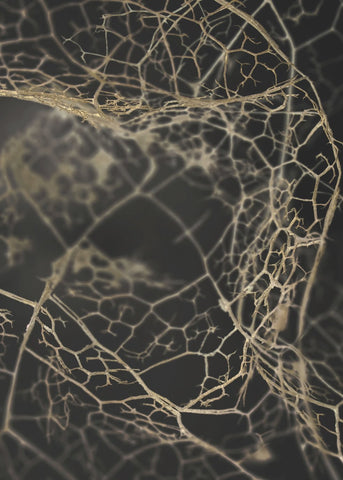 Leaf skeleton dark | PLAKAT Plakat MF