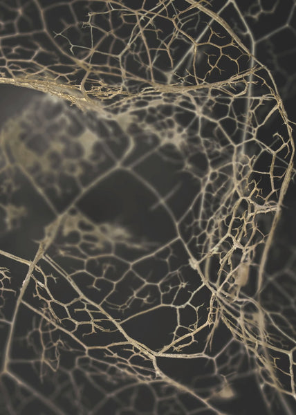 Leaf skeleton dark | INDRAMMET BILLEDE Indrammet billede MF