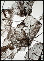Leaves | INDRAMMET BILLEDE