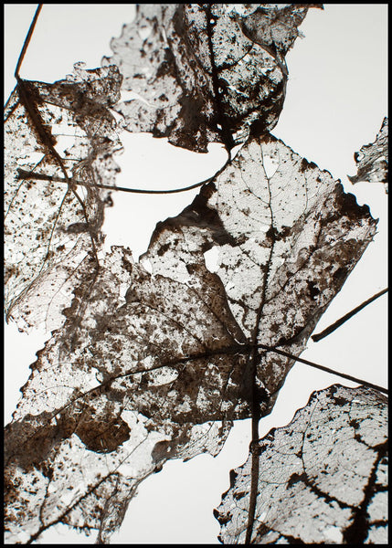 Leaves | INDRAMMET BILLEDE Indrammet billede MF