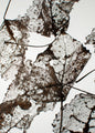 Leaves | PLAKAT