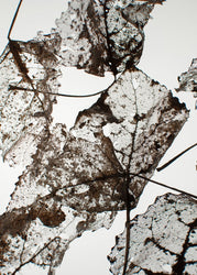 Leaves | PLAKAT Plakat MF