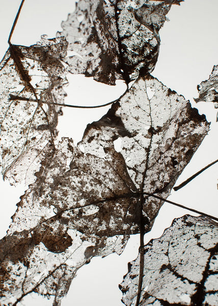 Leaves | PLAKAT Plakat MF
