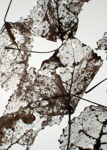 Leaves | PLAKAT Plakat MF