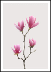 Magnolia 1 | INDRAMMET BILLEDE Indrammet billede MF