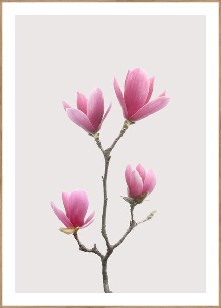 Magnolia 1 | INDRAMMET BILLEDE Indrammet billede MF