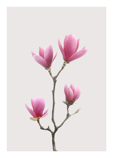Magnolia 1 | INDRAMMET BILLEDE Indrammet billede MF