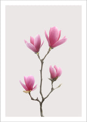 Magnolia 1 | PLAKAT Plakat MF