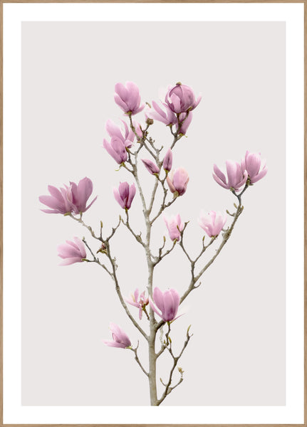 Magnolia 2 | INDRAMMET BILLEDE Indrammet billede MF