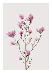Magnolia 2 | PLAKAT Plakat MF