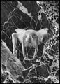 Marble Ballerina | INDRAMMET BILLEDE