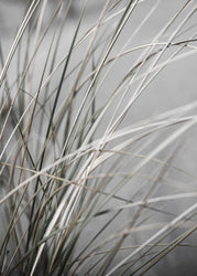Mellow Grasses 1 | PLAKAT Plakat MF