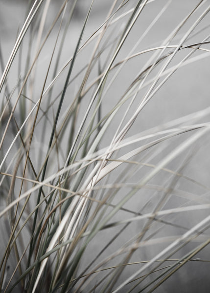 Mellow Grasses 1 | PLAKAT Plakat MF