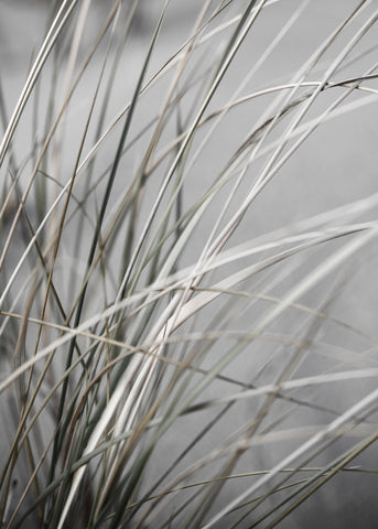 Mellow Grasses 1 | PLAKAT Plakat MF