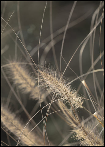 Mellow Grasses 2 | INDRAMMET BILLEDE Indrammet billede MF 30x40 Sort