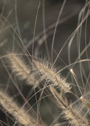 Mellow Grasses 2 | PLAKAT Plakat MF