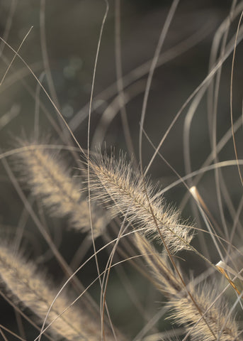 Mellow Grasses 2 | PLAKAT Plakat MF