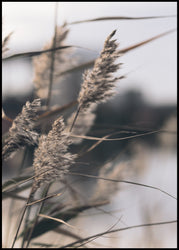 Mellow Grasses 3 | INDRAMMET BILLEDE Indrammet billede MF 30x40 Sort