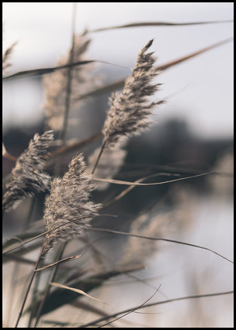 Mellow Grasses 3 | INDRAMMET BILLEDE Indrammet billede MF 30x40 Sort