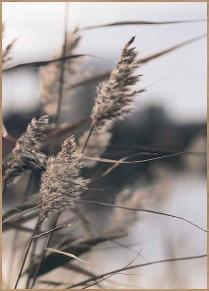 Mellow Grasses 3 | INDRAMMET BILLEDE Indrammet billede MF 30x40 Egeramme