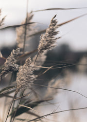 Mellow Grasses 3 | PLAKAT Plakat MF