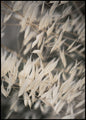 Mellow Grasses 4 | INDRAMMET BILLEDE