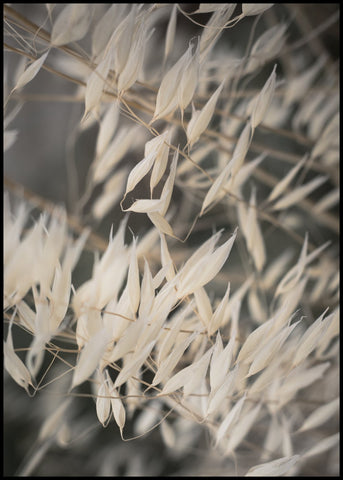 Mellow Grasses 4 | INDRAMMET BILLEDE Indrammet billede MF 30x40 Sort