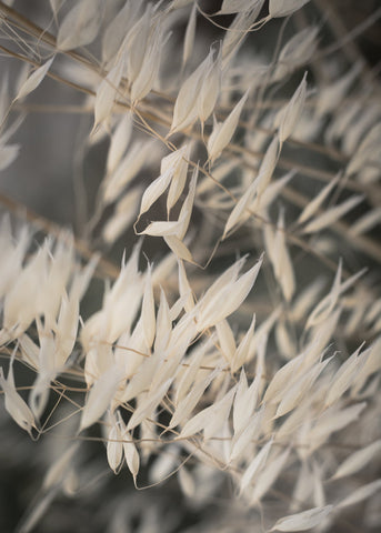 Mellow Grasses 4 | PLAKAT Plakat MF