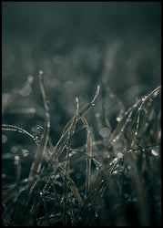 Mellow Grasses 5 | INDRAMMET BILLEDE Indrammet billede MF 30x40 Sort