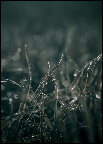 Mellow Grasses 5 | INDRAMMET BILLEDE Indrammet billede MF 30x40 Sort