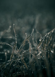 Mellow Grasses 5 | PLAKAT Plakat MF