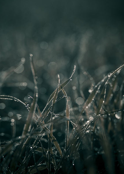 Mellow Grasses 5 | PLAKAT Plakat MF