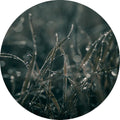 Mellow Grasses 5 | CIRCLE ART