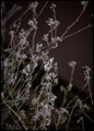 Mellow Grasses 6 | INDRAMMET BILLEDE