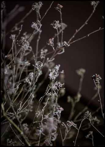 Mellow Grasses 6 | INDRAMMET BILLEDE Indrammet billede MF 30x40 Sort