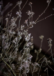 Mellow Grasses 6 | PLAKAT Plakat MF