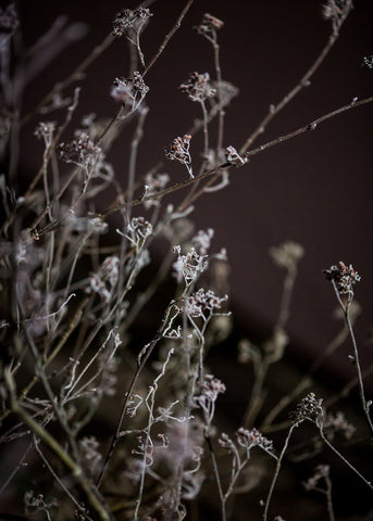 Mellow Grasses 6 | PLAKAT Plakat MF