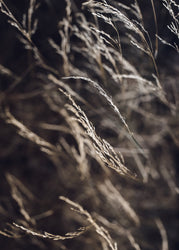 Mellow Grasses 7 | PLAKAT Plakat MF