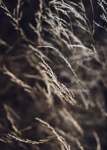 Mellow Grasses 7 | PLAKAT Plakat MF
