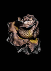 Metallic Rose | INDRAMMET BILLEDE Indrammet billede MF